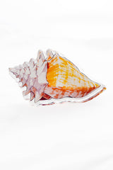 Acrylic Napkin Weight - Shell