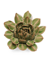 Avocado Green Firecracker Succulent