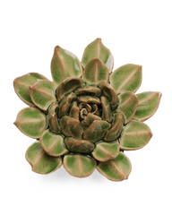 Avocado Green Firecracker Succulent