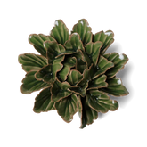 Avocado Green Sorbet Peony