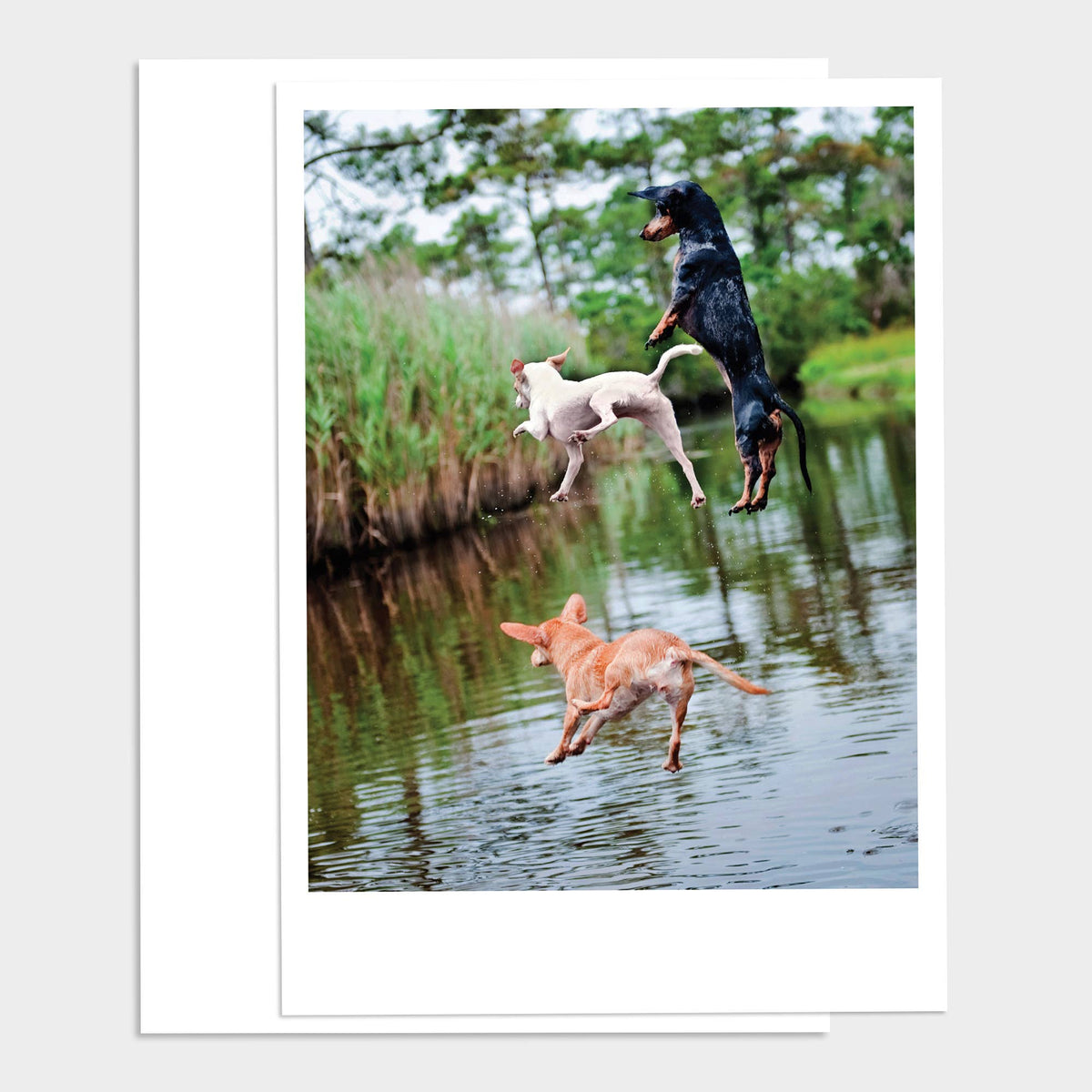 3 Jumping Dogs Happy Birthday Greeting Card