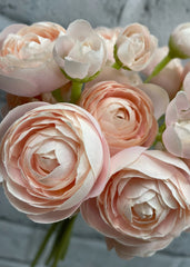 Blush Ranunculus Bundle 11"