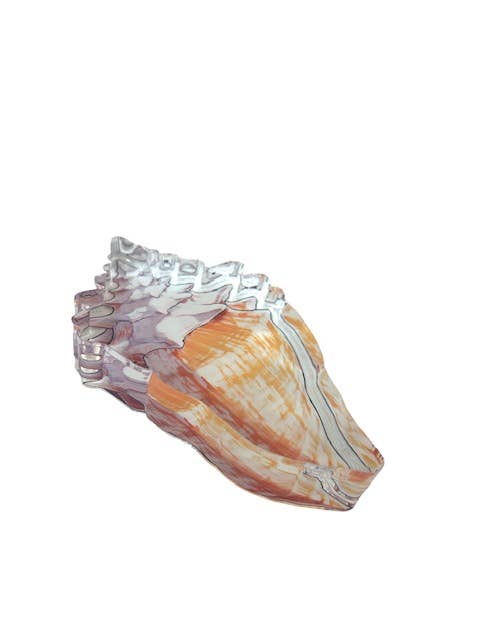 Acrylic Napkin Weight - Shell