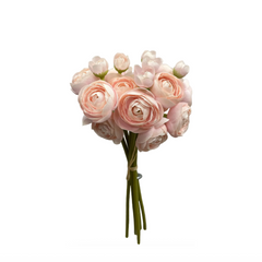 Blush Ranunculus Bundle 11"