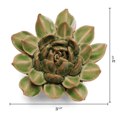 Avocado Green Firecracker Succulent