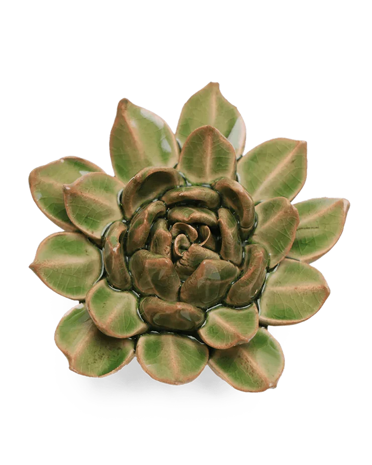 Avocado Green Firecracker Succulent