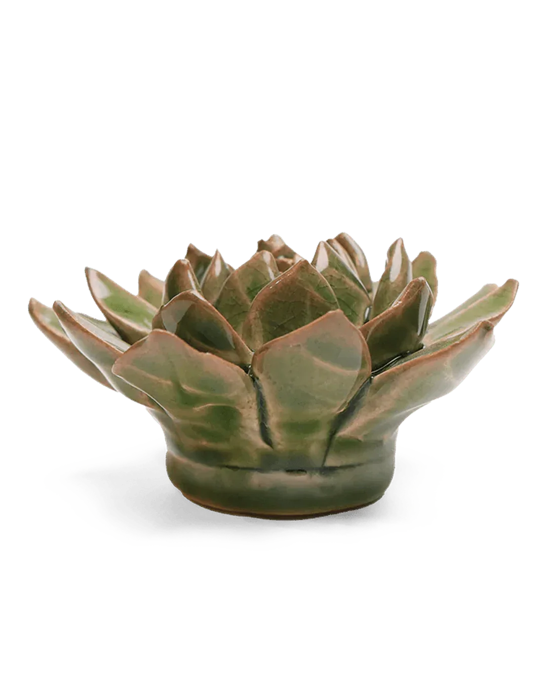 Avocado Green Firecracker Succulent