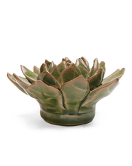 Avocado Green Firecracker Succulent