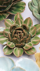 Avocado Green Firecracker Succulent