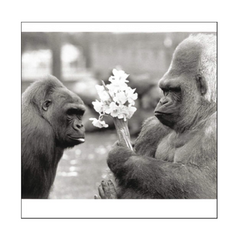 Apes & Flowers Card