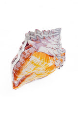 Acrylic Napkin Weight - Shell